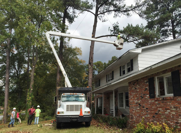 Leaf Removal in Perry, LA