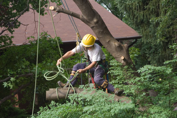 Professional Tree Services in Perry, LA